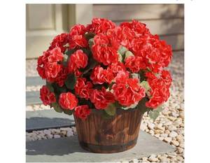 lot 60517 image: Apexion Artificial Geranium Flowers for Outdoors, 6 pcs Silk Geraniums Fake Flowers UV Resistant Faux Plants for Front Door Garden Porch Planter Decoration (Red) -2 - Retail $45