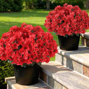 lot 60531 image: YXZZWL Set of 2 Artificial Azalea Flower Topiary Trees - Fake Silk Flower Potted Plants, Sun-Resistant Faux Outdoor Azalea Bushes for Front Door, Garden, Yard, Farmhouse Decor (Red) - Retail $53