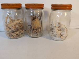 lot 149 image: Natural History Specimen Collection in Glass Preservation Jars