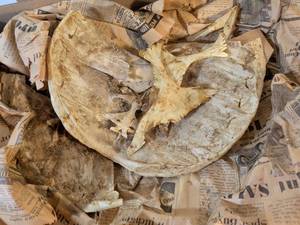 lot 161 image: Natural Animal Skull Bones and Skeletal Remains
