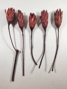 lot 213 image: Dried Protea Flower Stems Set