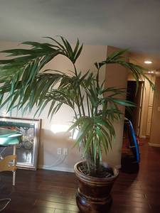 lot 914 image: Faux Plant.  Approximately 7ft tall.  Pot is 22 x 21.   Slightly heavy and awkward.  Located in Basement with Walkout