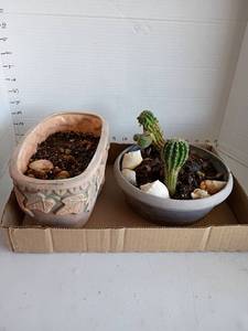 lot 3532 image: 2 Live Cactus Plants