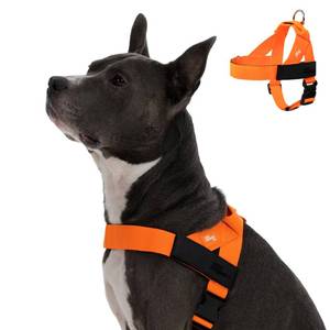 lot 5701 image: Dog Friendly Co. Dog Harness  Chafe Resistant Webbing, Adjustable Neck & Chest, and Heavy Duty D-Ring  Sturdy, Comfortable, Easy to Use  Hi-Vis Orange, Size M