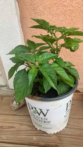 lot 24 image: Live Habanero Pepper Plant �� 2 Gallon Pot