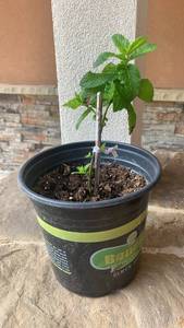 lot 25 image: Live Spearmint Plant �� 6.5-Inch Pot