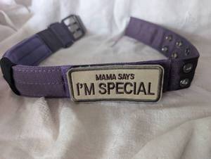 lot 1105 image: Purple Dog Collar with Mama Says Im Special Patch