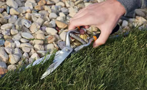 lot 44323 image: Professional Garden Grass Shears with Spring Handle - Retail $15