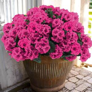 lot 17208 image: Hananona 6 Pcs Artificial Geranium Flowers for Outdoors Geraniums Silk Flowers Outdoor UV Resistant Garden Plants Faux Flowers for Home Kitchen Table Centerpieces Decor (6, Rose Red)