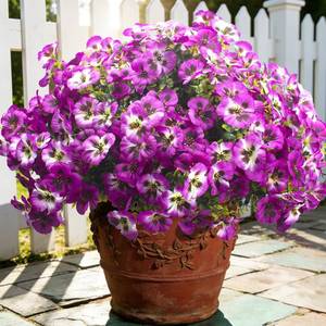 lot 19609 image: Grunyia Outdoor Artificial Flowers 16Pcs Fake Pansy Silk Flowers UV Resistant, Lifelike Faux Pansies for Planters Window Boxes Porch Garden Decor (Purple & Fuchsia) - Retail $27