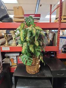 lot 1013 image: Mixed Tropical Indoor Plant Arrangement in Wicker Basket