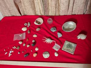 lot 33 image: Mixed Seashell and Natural Specimen Collection