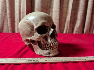 lot 94 image: Life-Size Resin Human Skull Replica
