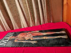 lot 114 image: Dimensional Man Life-Size Pop-Up Anatomy Figure by David Pelham