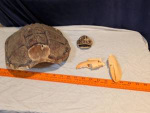 lot 222 image: Natural History Turtle Shell and Lobster Claw Specimen Collection