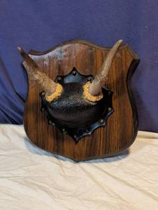 lot 232 image: Deer Antler Skull Cap Wall Mount on Wood Plaque