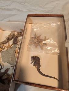 lot 234 image: Dried Seahorse and Starfish Natural Specimen Collection