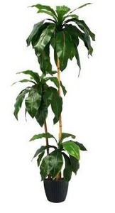lot 25 image: 3 Head Artificial Plant, Approximately 65in Tall