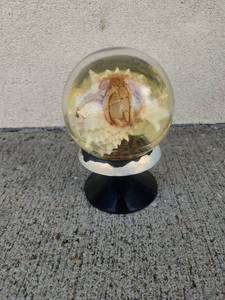 lot 189 image: Hermit Crab in Spiny Seashell Resin Sphere Paperweight on Stand