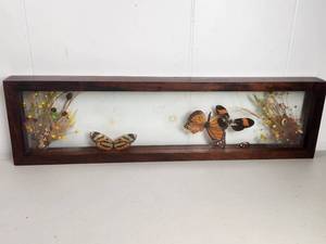 lot 190 image: Real Butterfly Specimen Shadow Box with Dried Flowers