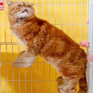 lot 7487 image: Cat Climbing Steps Scratching Tree - 2pcs Scratching Steps Sisal Hemp Cage Shelf Ladder Pets Perch Furniture Inside The cage with Install Screws (M)
