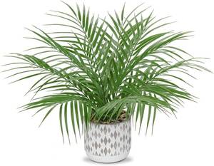 lot 5 image: $30 Hollyone Large Artificial Potted Palm Plant 16