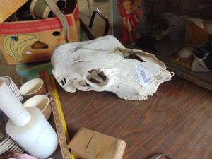 lot 3358 image: Animal Skull