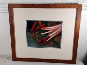 lot 114 image: Signed Macro Flower Photography Print in Burl Wood Frame