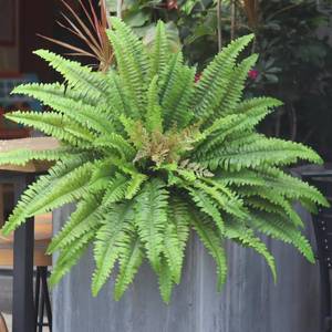 lot 37971 image: Artificial Ferns for Outdoors & Indoors, 45 Fake Ferns with 63 Fronds, Large Faux Fern Greenery Plants Ideal for Entrance Planter Porch Garden Hall Home Office Decor, Hanging or Potted - Retail $30