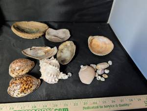 lot 242 image: Mixed Natural Seashell Collection