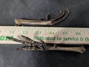 lot 295 image: Dried Bird Feet Taxidermy Specimen Set