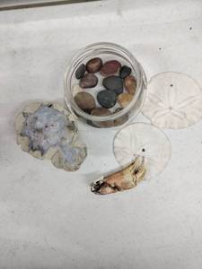 lot 62194 image: Jar of Gemstones and Rocks with Sand Dollars