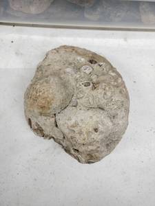 lot 62197 image: Large Fossiliferous limestone
