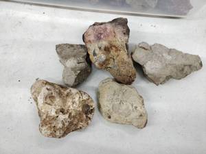 lot 62203 image: Set of Stones with FossilsImprints