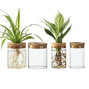 lot 20041 image: CHPINDAM Glass Propagation Stations for Plants -Desktop Flower Vases,Propagation Flower Vases Set � 2 Large and 2 Small for Plant Cuttingsfor Living Room, Bedroom Decoration,Home,Office Decor (2 Only, 1 Large, 1 Small)
