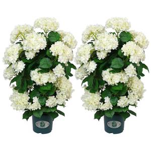 lot 11902 image: QIANYUN Faux Hydrangea Tree 30 Tall (2 Pack), Artificial Hydrangea Plant in Pot with White Flowers, Realistic Hydrangea Tree for Indoor Outdoor Porch, Patio, Home Decor