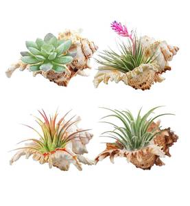 lot 14439 image: YZHZOM 4 Pack 4-5 inches Conch Shells for Decorating air Plant Holders Unique Succulent Pot Betta Fish Tank Decoration Aquarium d�cor Fish House for Aquarium Beach Theme Party (No Plants)
