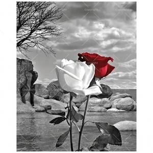 lot 20012 image: Romantic Rose Paint by Numbers Kit for Adults - DIY Red White Roses on Black and White Background Painting on Canvas 12x16In, Framed Acrylic Paint Set, Suitable for Beginners, Art for Decoration