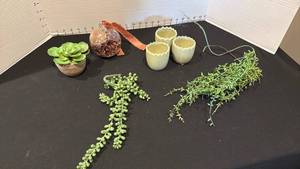lot 1057 image: Bellini X egg cups, faux cactus, greenery stems and terrarium