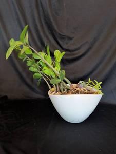lot 1116 image: Live Plant with Succulents in White Ceramic Bowl