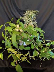 lot 1117 image: Pothos and Mixed Houseplant Arrangement in 9 inch White Pot