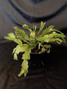 lot 1118 image: Christmas Cactus Live Potted Plant in 4 inch pot