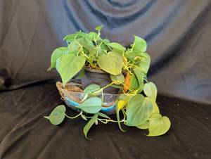 lot 1119 image: Heartleaf Philodendron