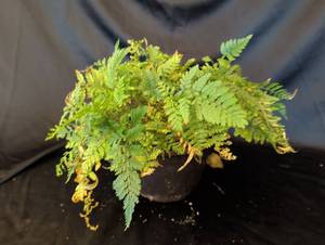 lot 1120 image: Lace Fern Plant in 4 inch pot