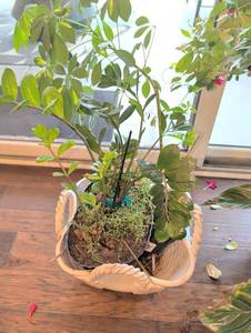 lot 1245 image: Live plants in 12 inch planter