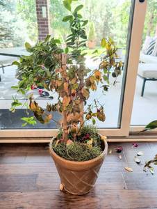 lot 1246 image: Potted Live Plant in 12 inch tan Ceramic Pot