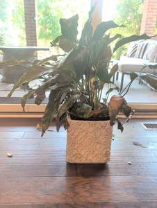 lot 1247 image: 29 inch Peace Lily Plant in 12 inch Embossed Stone Planter