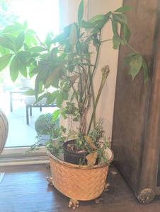 lot 1249 image: Live 44 inch plant Ceramic Basketweave 11 inch Planter with Brass Frog Feet