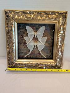 lot 1281 image: Framed Pair of Luna Moths Shadow Box Display 11x11