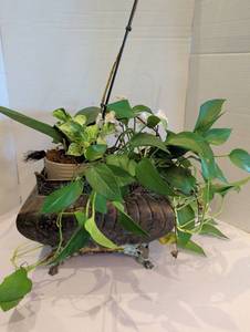 lot 1284 image: 3 live plants in 11x14 metal planter